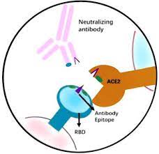 Rapid COVID-19 Test for Detection of Specific Antibodies IgM and IgG To  Novel Corona Virus SARS-CoV-2 Causing Covid-19 Pneumonia. Stock Image -  Image of blood, finger: 178875223